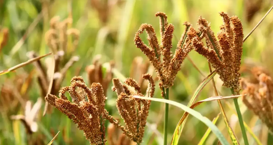 Powerhouse: How Ragi Millet Can Supercharge Your Snacking!